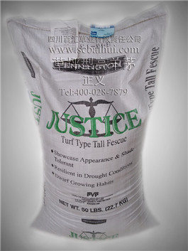 高羊茅草種 高羊茅草種