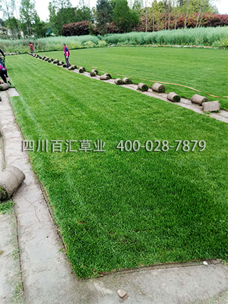 混播草坪 混播草坪