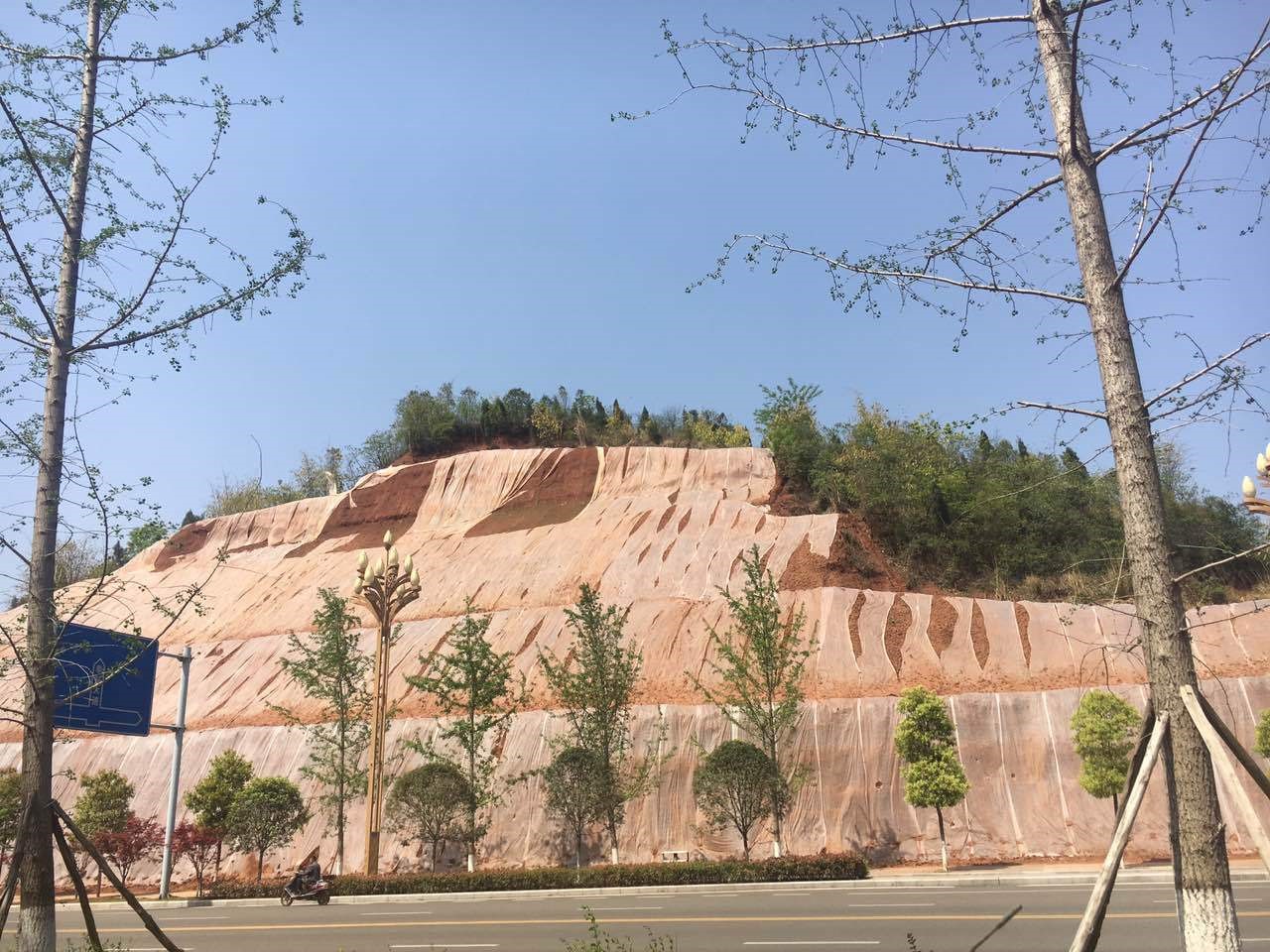 成都邊坡草種子 成都邊坡草種子