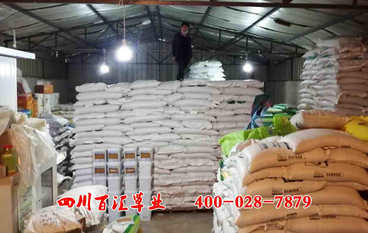 四川四季青草種 四川四季青草種